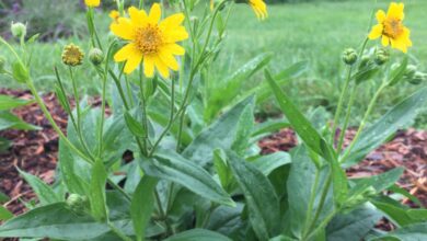 Photo of Arnica